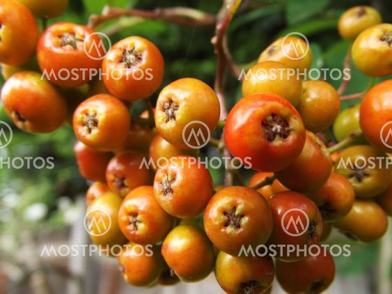 Mountain Ash berries