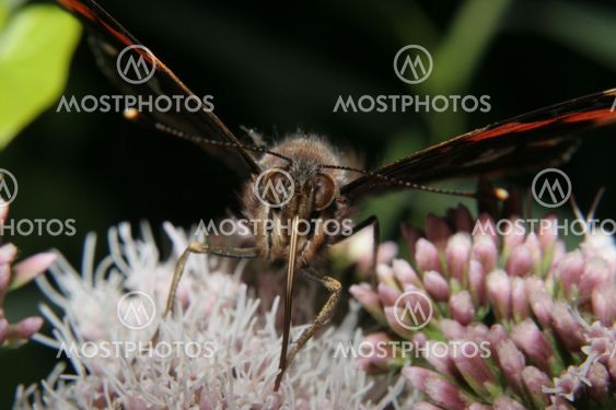 Red Admiral (Vanessa atalanta)