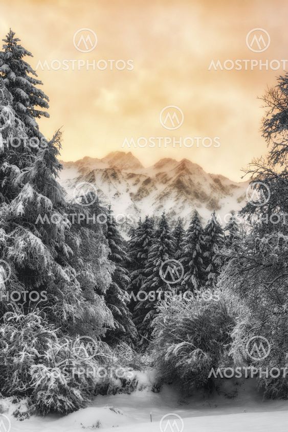 Winter Forest