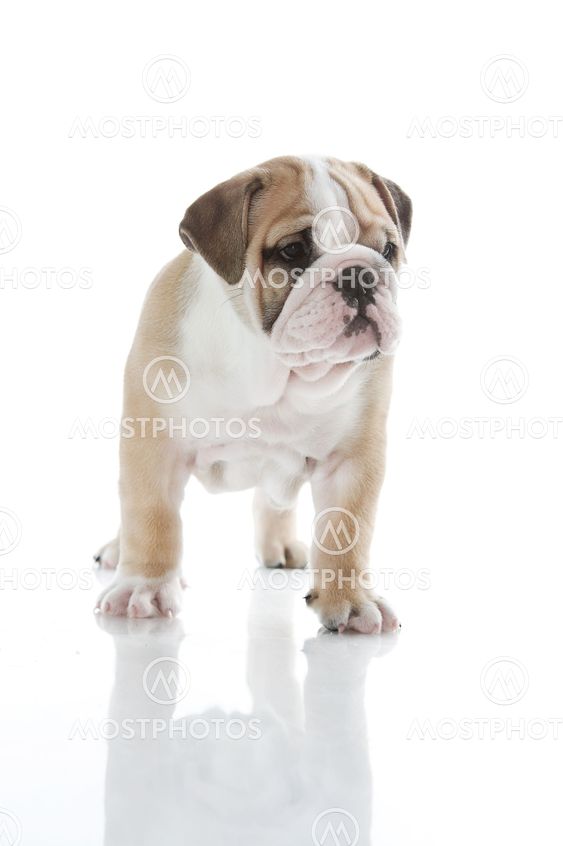 English bulldog puppy isolated