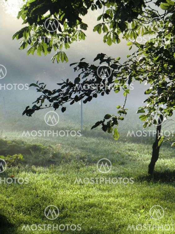 Early summer morning
