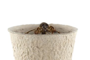 A European mole cricket, Gryllotalpa gryllotalpa, is...