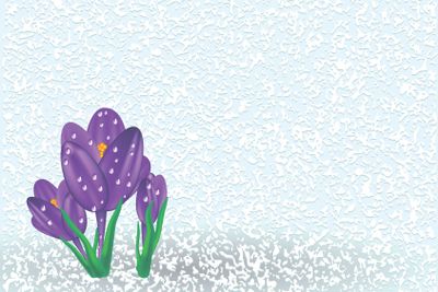 crocus on the snow