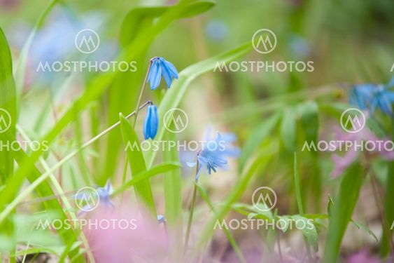 Snowdrops flowers in the forest