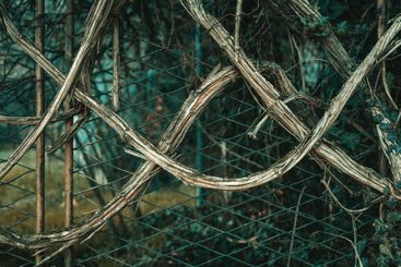 Old creeping plant branches against metallic fence