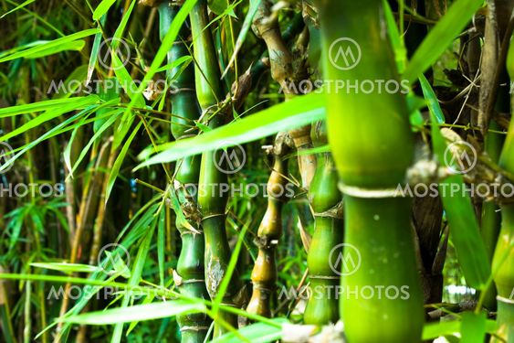 Asian Bamboo forest