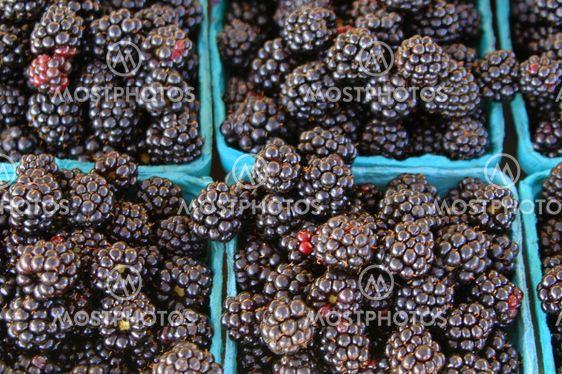 Blackberries