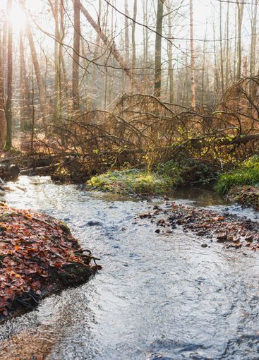 View of a forest river flowing through rocky terrain...