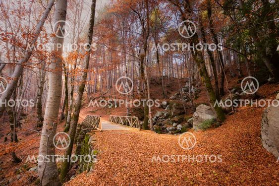 A path of golden autumn leaves and bridge in a forest in Corsica