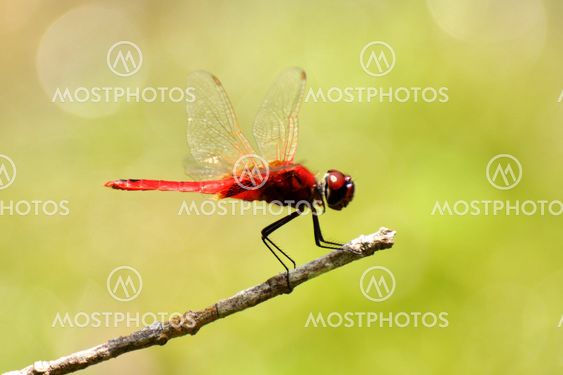 dragonfly