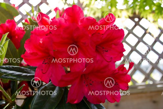 Red rhododendron blossoms