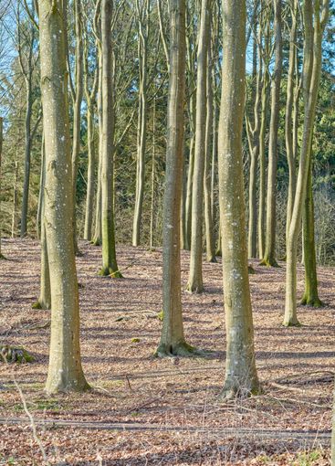 Forest and trees in very early spring - Denmark. A photo...