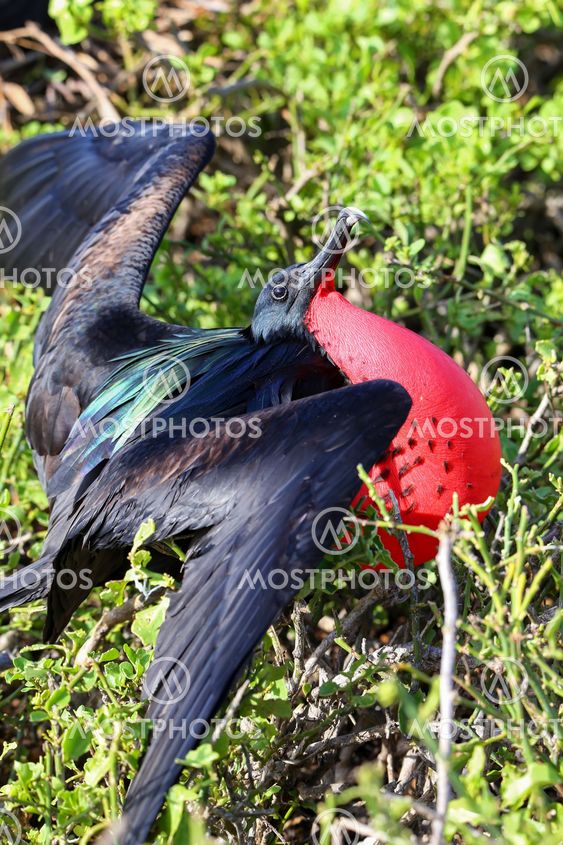 Male Great Frigatebird (Fregata minor) displaying