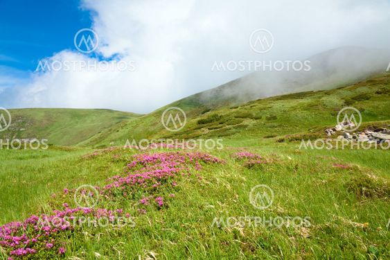 Rhododendron blomster i sommeren mountain