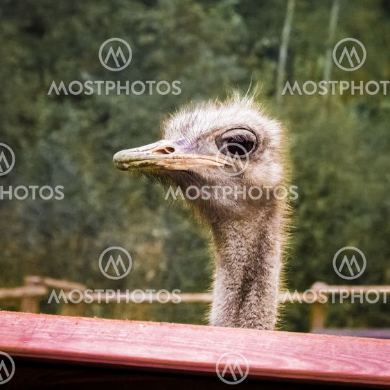 Ostrich profile close-up