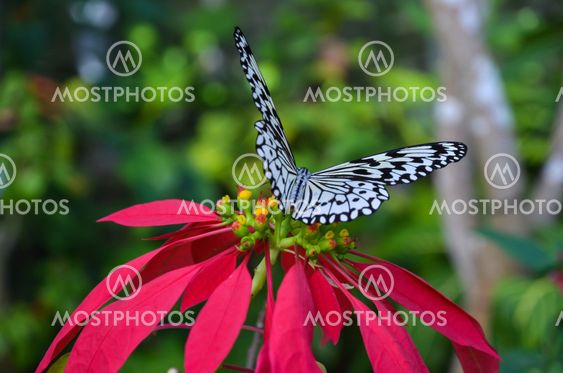 Paper Kite Butterfly