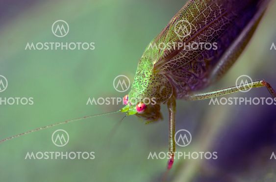 Grasshopper yli lehti, Italia