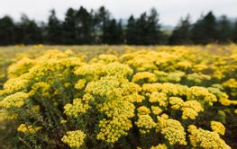 Wild flowers on the meadow in the mountain 