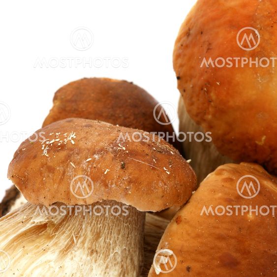 Ceps