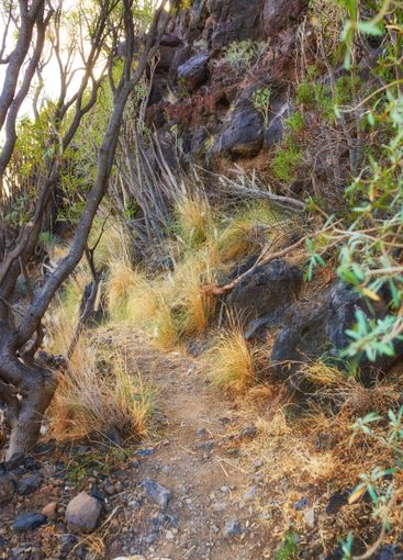 Rock, nature and grass with trail on mountain for...