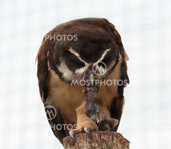 Owl and mouse