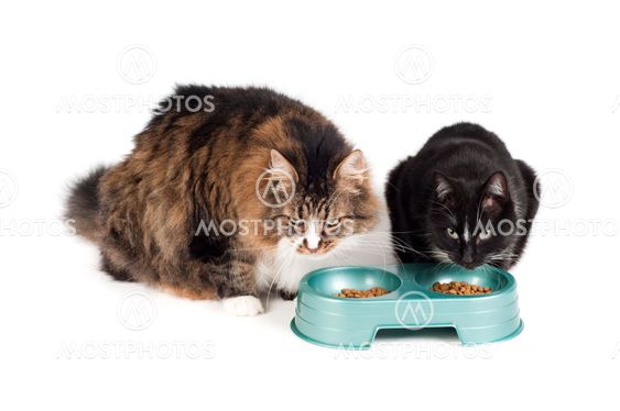 Katte spise