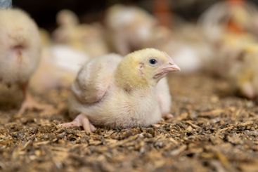 small chickens in down and feathers during cultivation...