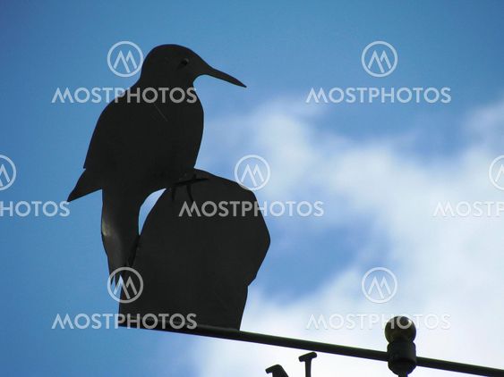 birdy