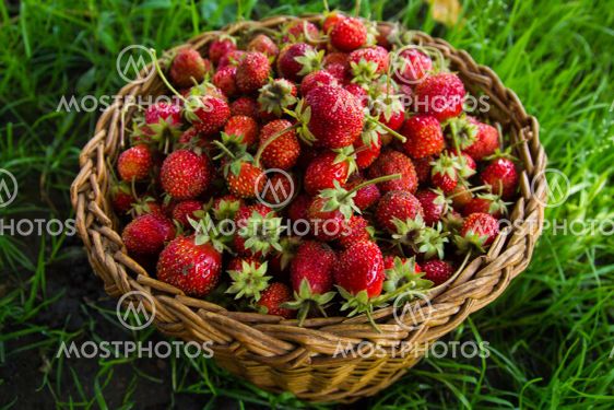 Berries of strawberry