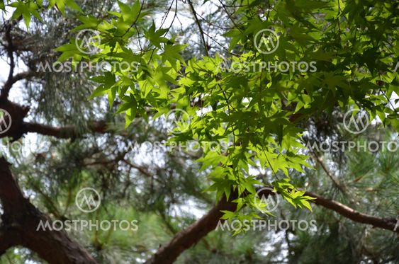 Maple with pine background