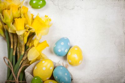 Easter background with painted eggs and blooming daffodils