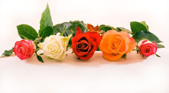 Five roses in a row