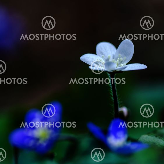 White Common Hepatica