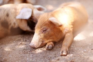 Pig, tired or sleeping on farm for growth, sustainable...
