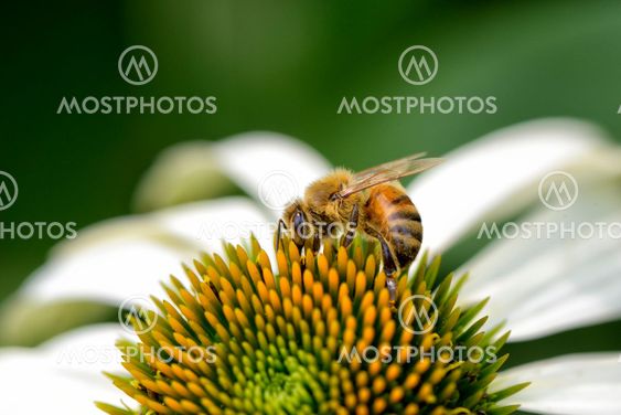 bee on a head of echinecea flower