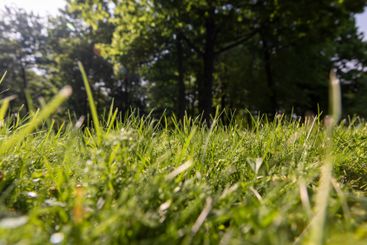 beautiful fresh grass in bright sunlight