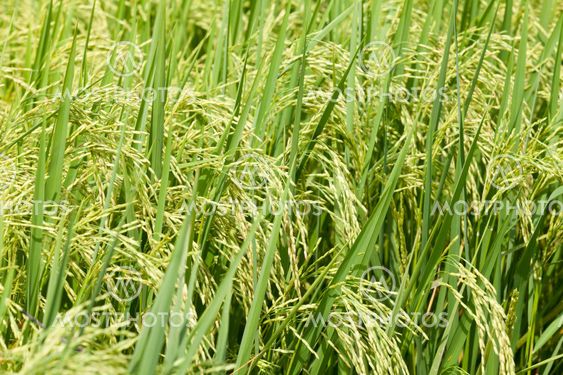 green paddy rice in field.