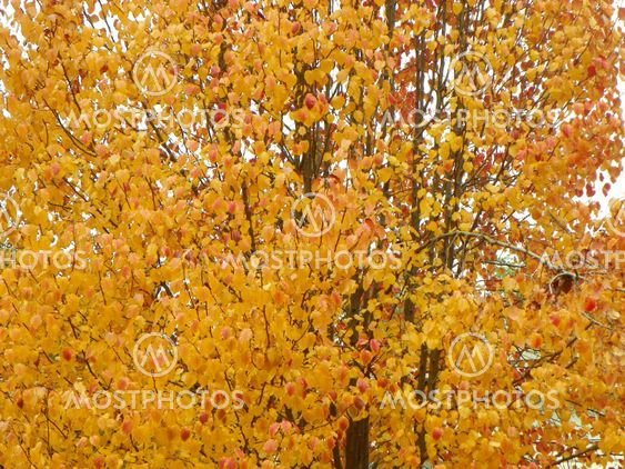 Autumn in Louisiana