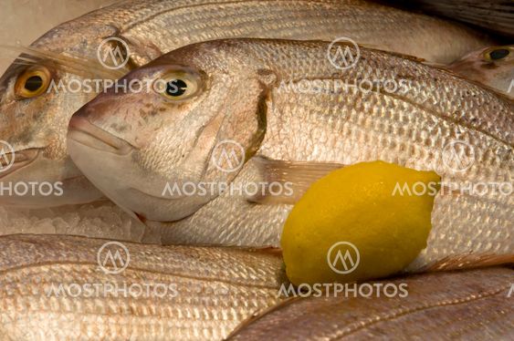Färsk fisk