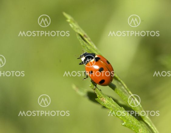 Ladybug! ladybug