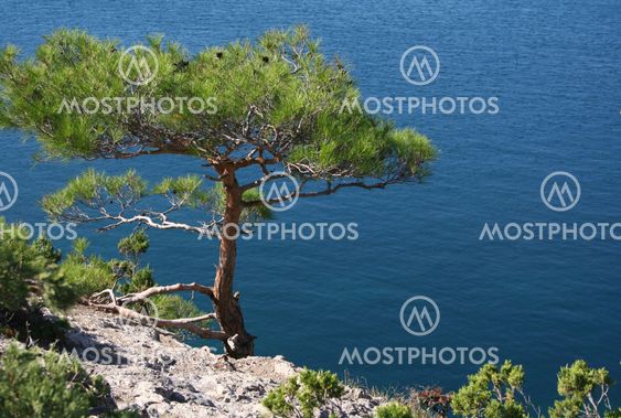 Ukraine. Crimea peninsula. The Black Sea. Pine tree next to the sea