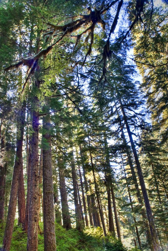Olympic National Park