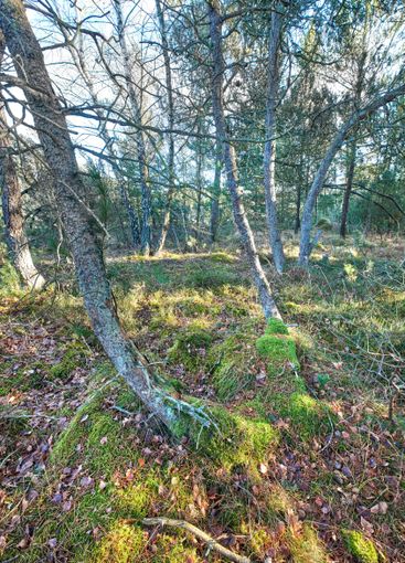 Woods, nature and environment with trees outdoor for...