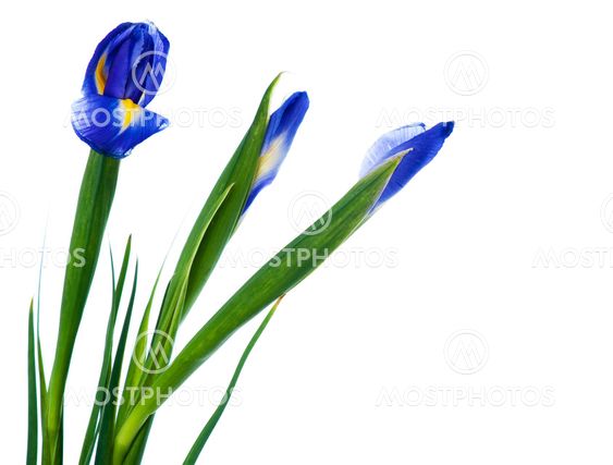 Three spring irises