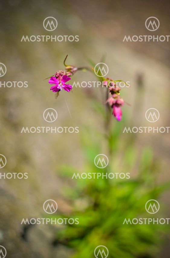 The grass and pink flower