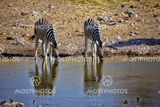 drinking zebra at a waterhole in etosha national park namibia