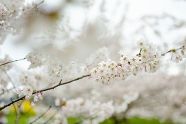 Beautiful cherry tree blossoming on spring. Beauty in...