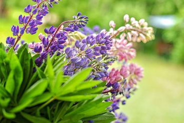 Purple - pink lupine bouquet gathered in the summer...