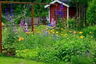 Sommarblommor i trädgården