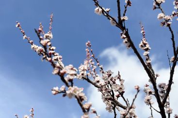Spring blossoms on a tree branch under a clear sky....